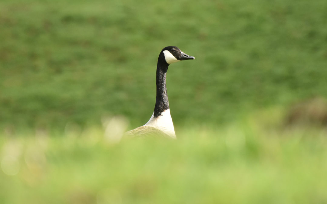 The unabashed bravery of entrepreneurs and geese